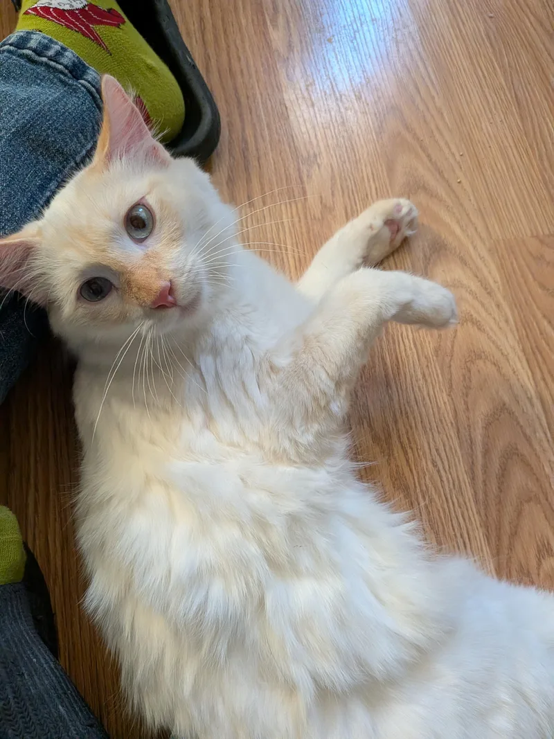 A young medium-sized male White Domestic Medium Hair cat named Lamby for adoption