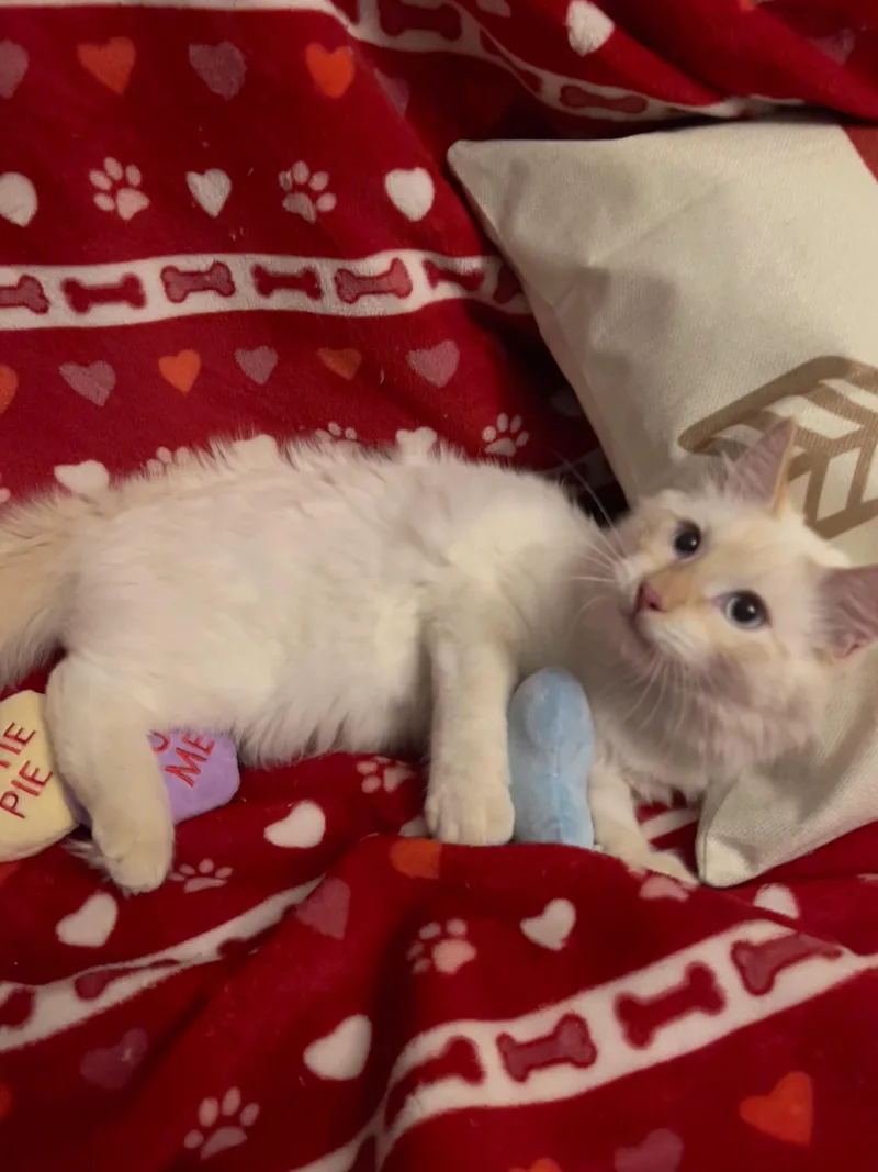 Lamby thumbnail 2