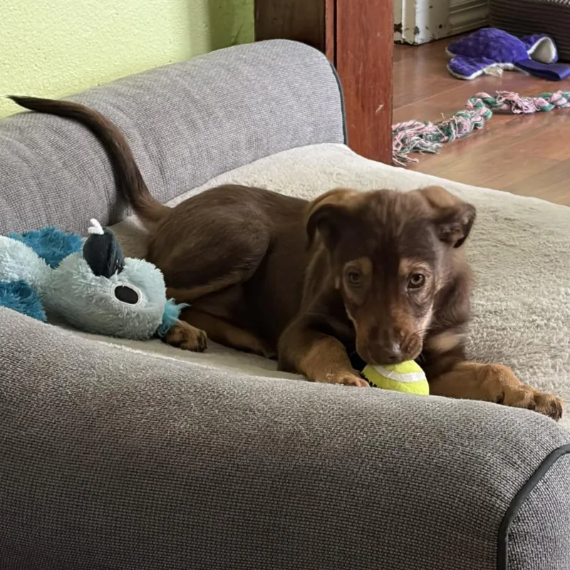 A baby medium-sized female German Shepherd Dog dog named Lexi for adoption in Minneapolis, MN