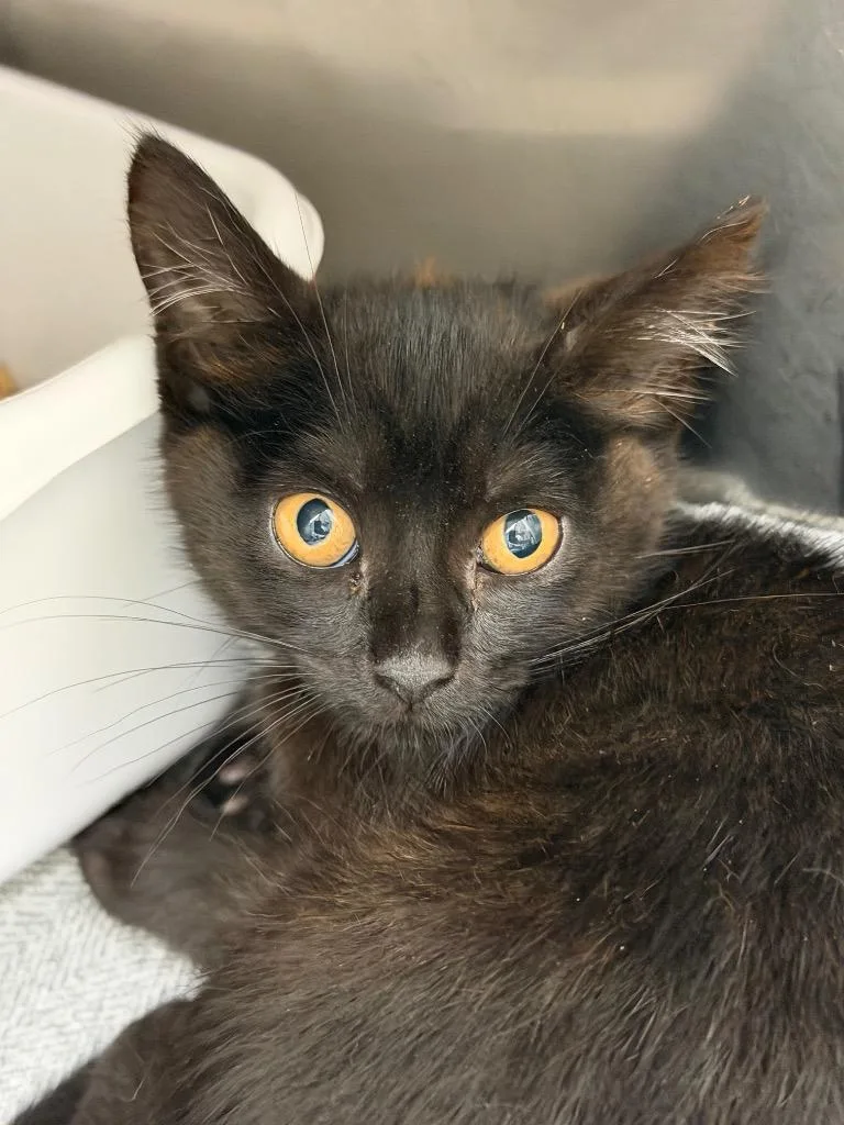 A baby medium-sized female Domestic Short Hair cat named Mallomar for adoption in Pomona, NY