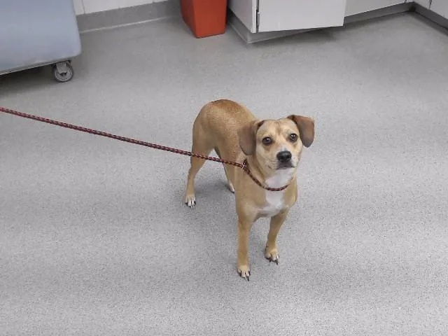A young medium-sized male Beagle dog named Spork for adoption in Omaha, NE