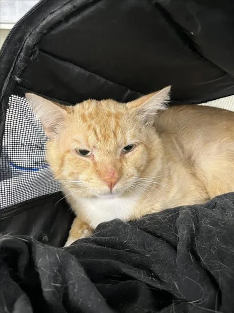 An adult medium-sized male Orange / Red Domestic Short Hair cat named A for adoption in Woodland, CA