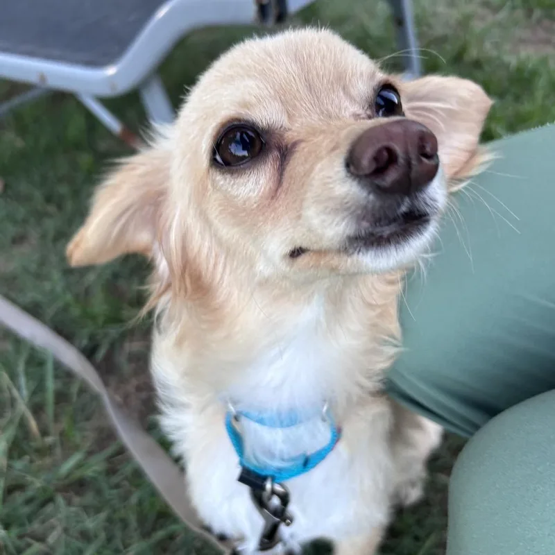 A young small-sized male Yellow / Tan / Blond / Fawn Mixed Breed dog named Foxtrot for adoption in Fredericksburg, VA
