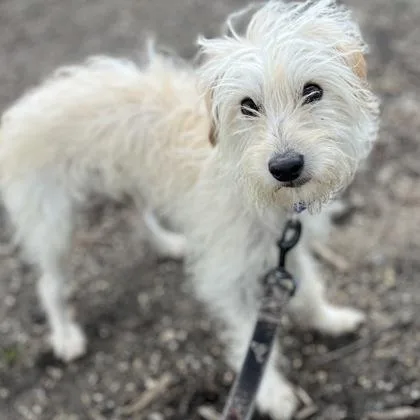 An adult small-sized male Mixed Breed dog named Arnie for adoption in Janesville, WI