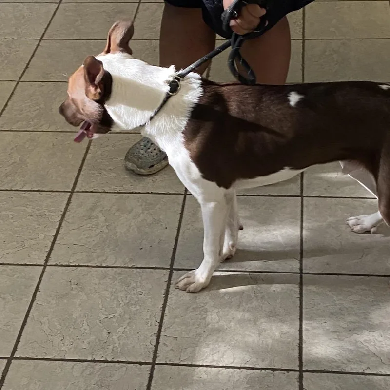 A young medium-sized male Brown / Chocolate Mixed Breed dog named Nacho Fries for adoption in Columbus, GA