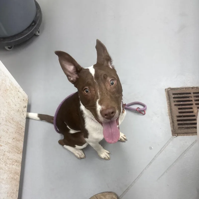 Nacho Fries thumbnail 2