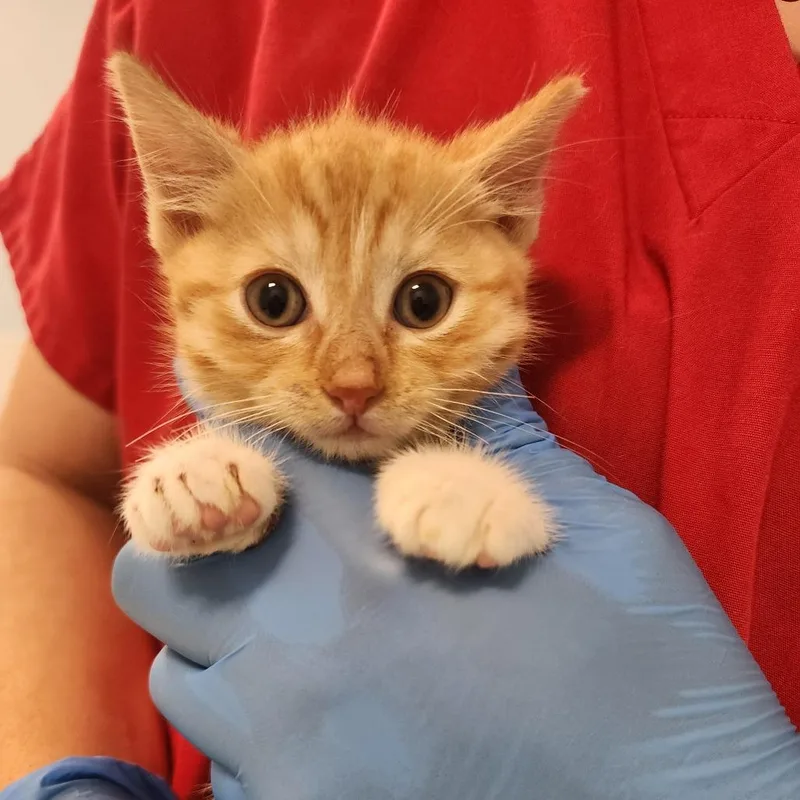 A baby small-sized male Orange / Red Domestic Short Hair cat named Butters for adoption in Middletown, NY