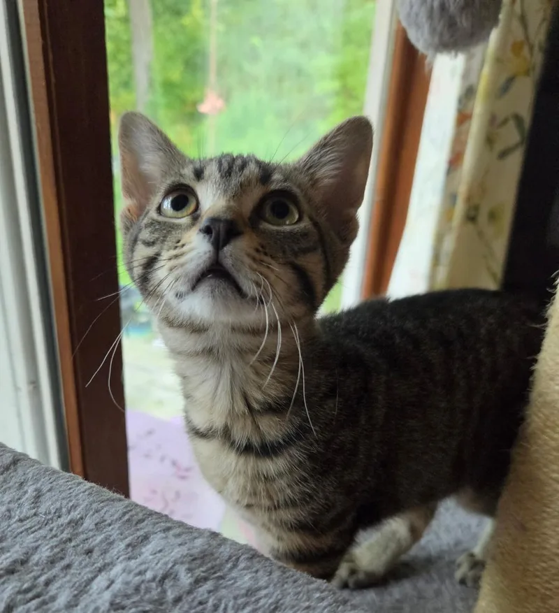 A baby medium-sized female Tabby (Brown / Chocolate) Domestic Short Hair cat named Sugar Maple for adoption in Mokena, IL