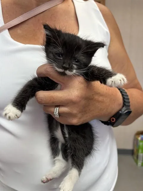 A baby small-sized female Domestic Short Hair cat named Beatriz for adoption in San Bernardino, CA