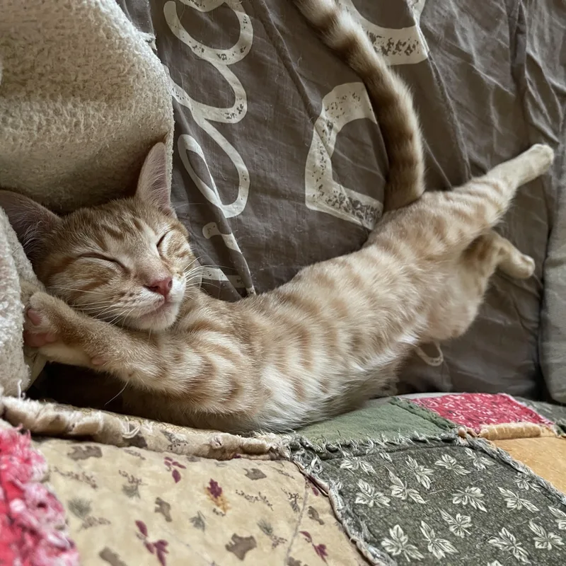 A baby small-sized male Orange & White American Shorthair cat named Cheddar Cheese for adoption in Houston, TX