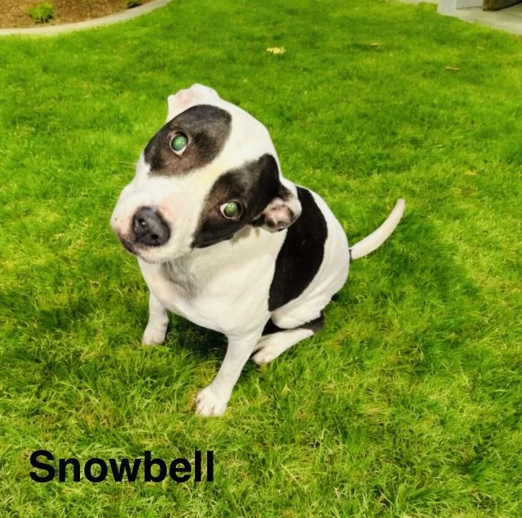 An adult medium-sized female Labrador Retriever dog named Snowbell for adoption in Winter haven, FL