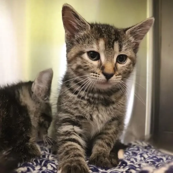 A baby small-sized female Domestic Short Hair cat named Pop for adoption in Sioux City, IA