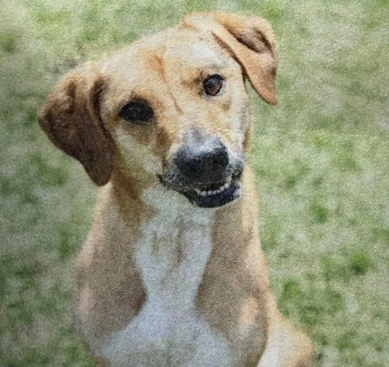 An adult medium-sized female Yellow / Tan / Blond / Fawn Labrador Retriever dog named Sasha for adoption in Burgaw, NC