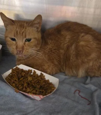 A senior large-sized female Orange / Red Domestic Medium Hair cat named Rey for adoption in El Paso, TX