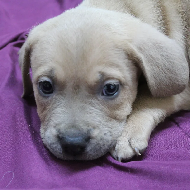 A baby medium-sized female Yellow / Tan / Blond / Fawn Pit Bull Terrier dog named Debbie for adoption in Yucca Valley, CA