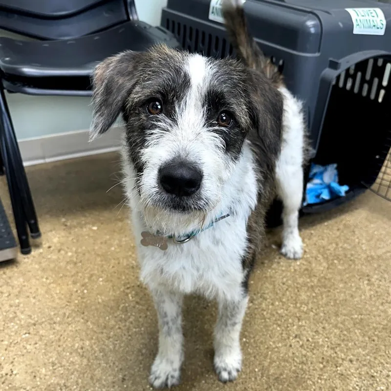 A young small-sized male White / Cream Mixed Breed dog named Bingo for adoption in Skokie, IL