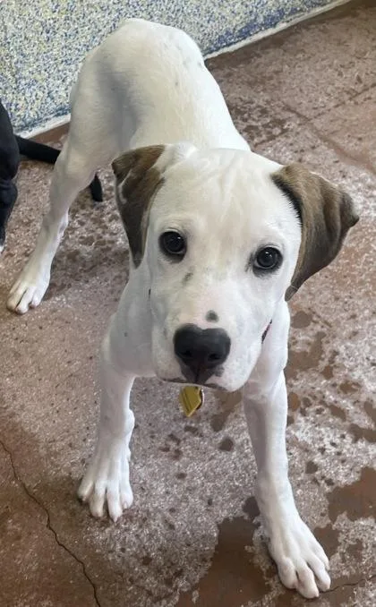 A baby large-sized male White / Cream Mixed Breed dog named Andy for adoption in Stanwood, WA