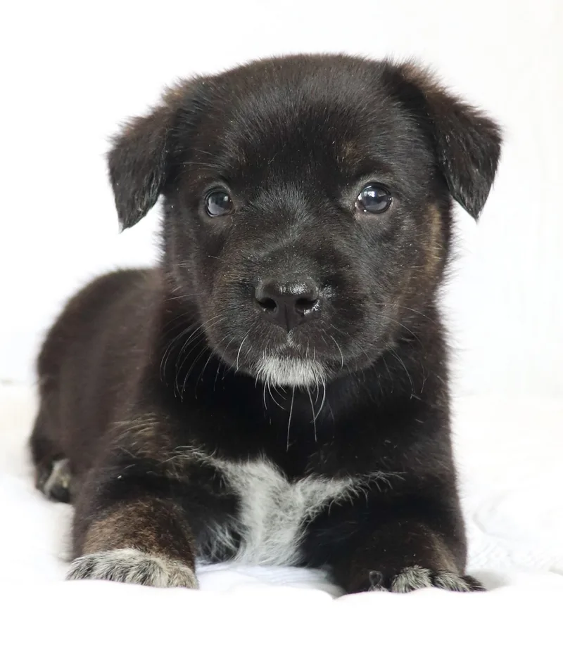 A baby medium-sized female Black German Shepherd Dog dog named Mary for adoption in Saint Paul, MN