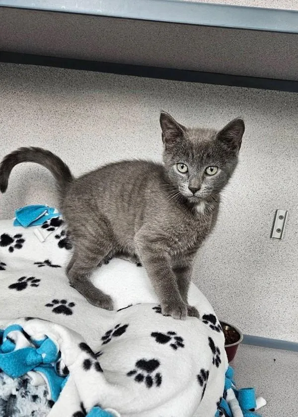 A baby small-sized male Domestic Short Hair cat named Benjamin for adoption in Skillman, NJ