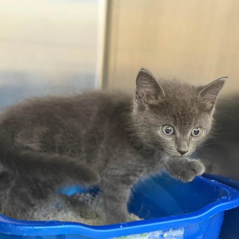 A baby small-sized female Gray / Blue / Silver Domestic Medium Hair cat named Fia for adoption in Auburn, AL