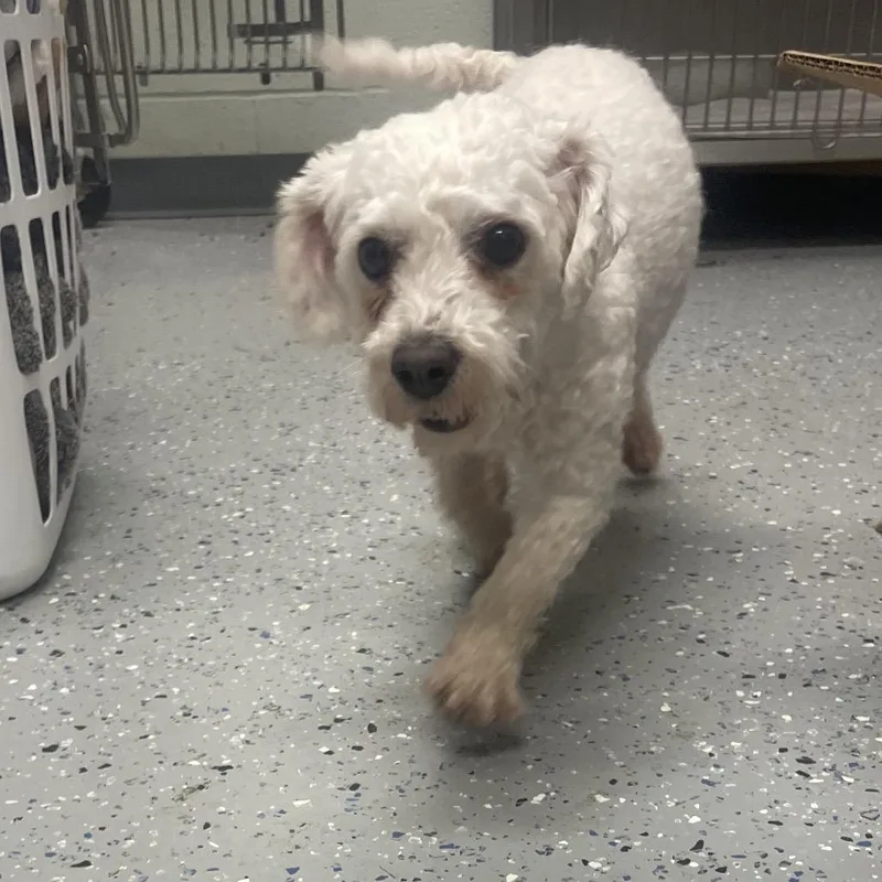 An adult small-sized female Bichon Frise dog named Bella for adoption in Waldorf, MD
