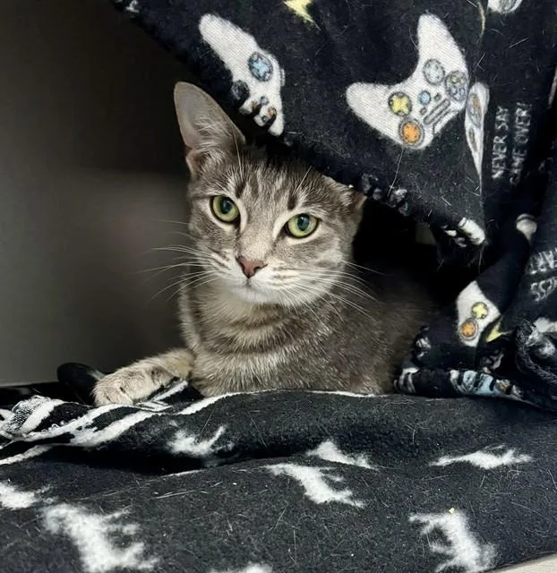 A young small-sized female Domestic Short Hair cat named Stormie for adoption in Kalamazoo, MI