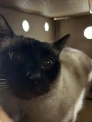 An adult small-sized male Domestic Short Hair cat named Chewie for adoption in West Chester, PA