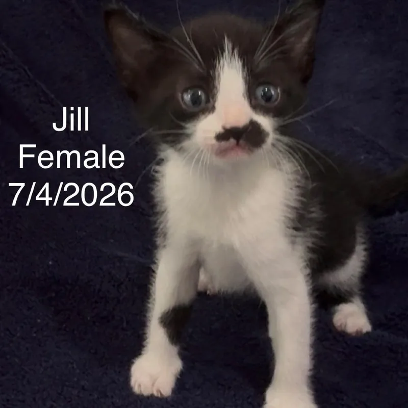 A baby small-sized female Black Domestic Short Hair cat named Jill for adoption in League City, TX