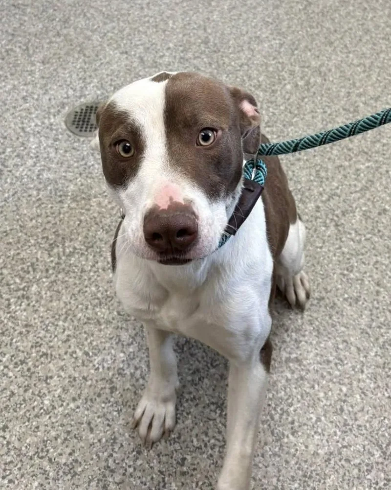 A young medium-sized male Mixed Breed dog named Larkspur for adoption in Van Wert, OH