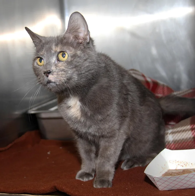 Sweetie Bell thumbnail 2