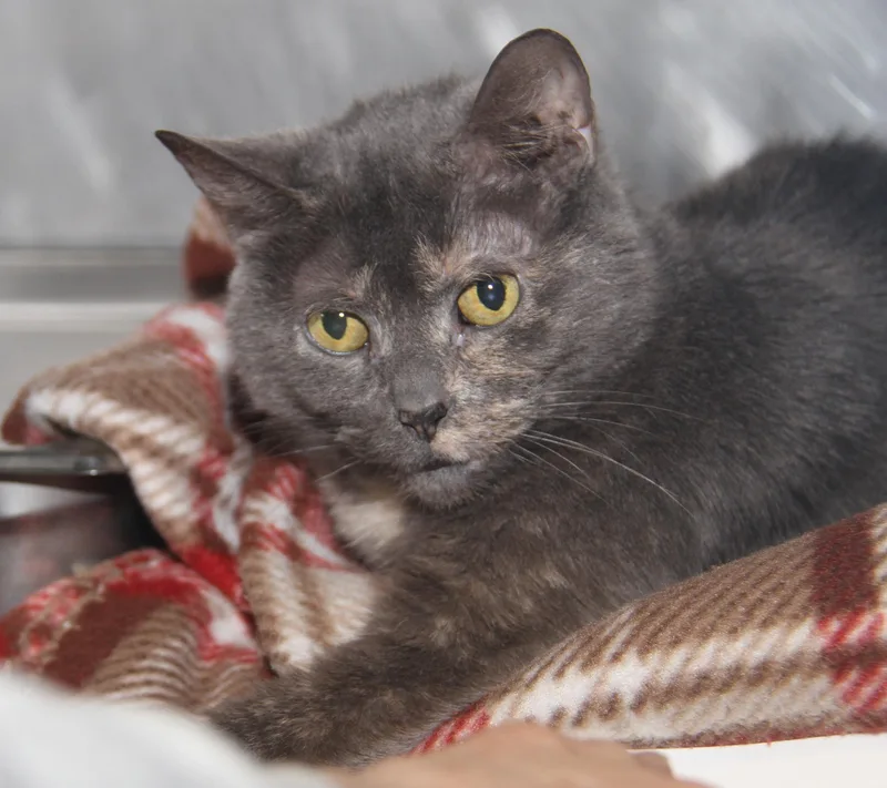 Sweetie Bell thumbnail 3