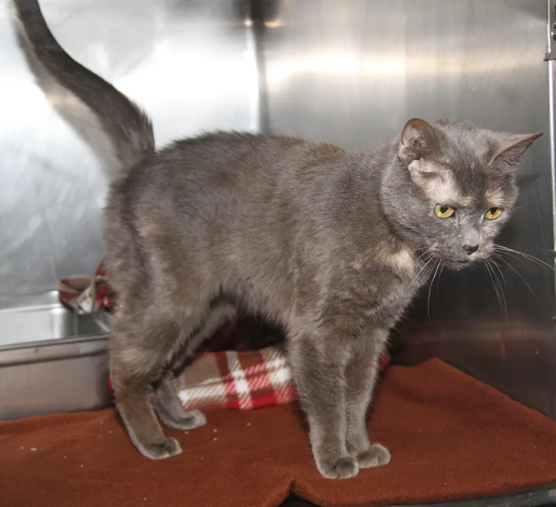 Sweetie Bell thumbnail 4