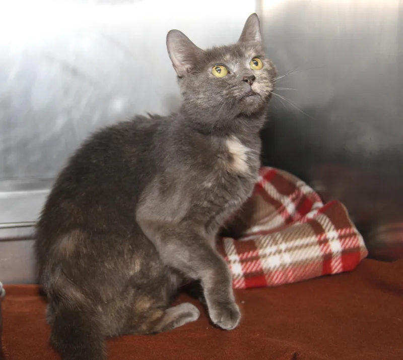 Sweetie Bell thumbnail 5