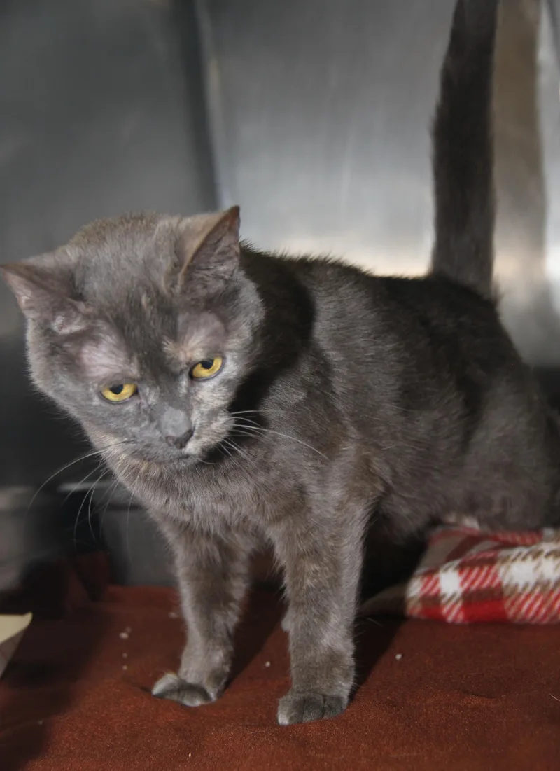 Sweetie Bell thumbnail 6