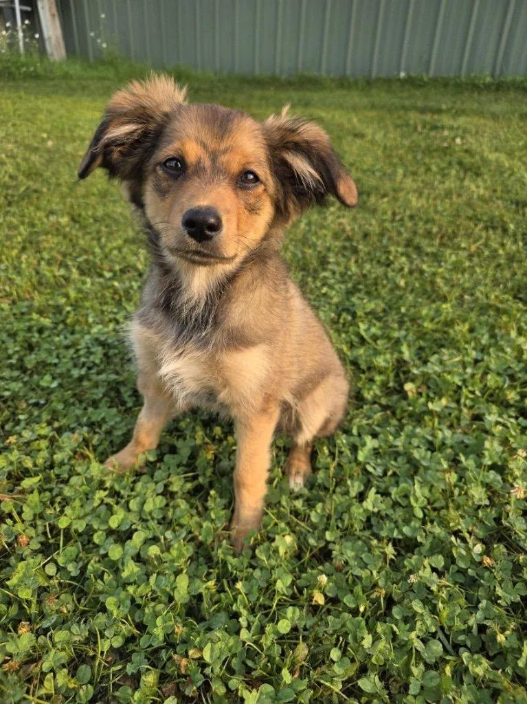 Sophie