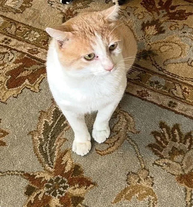 Dusty The Hunk  thumbnail 2