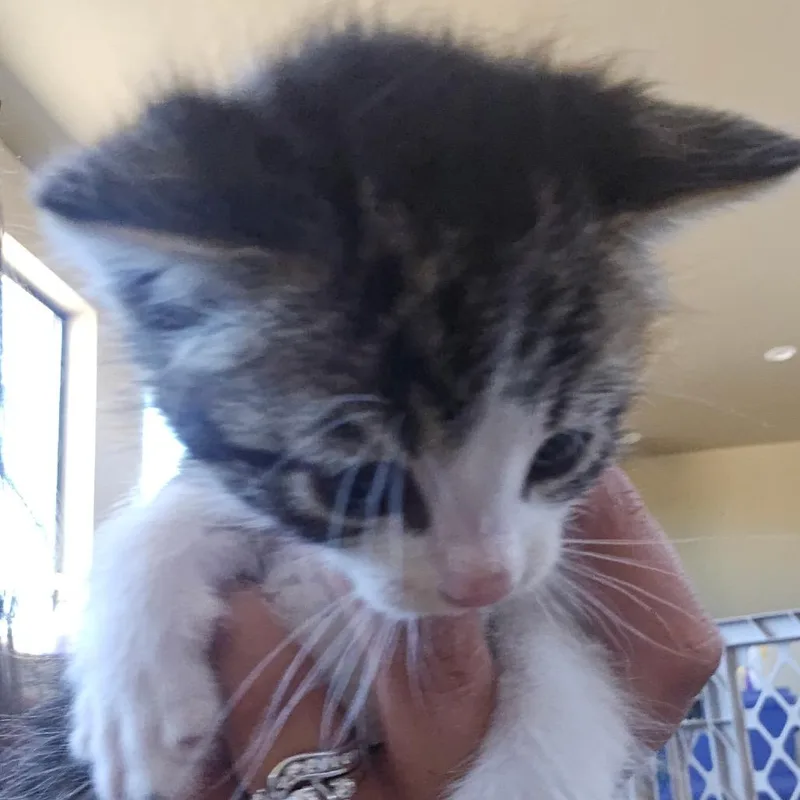 A baby small-sized male Black Domestic Short Hair cat named Clutch for adoption in Klamath Falls, OR