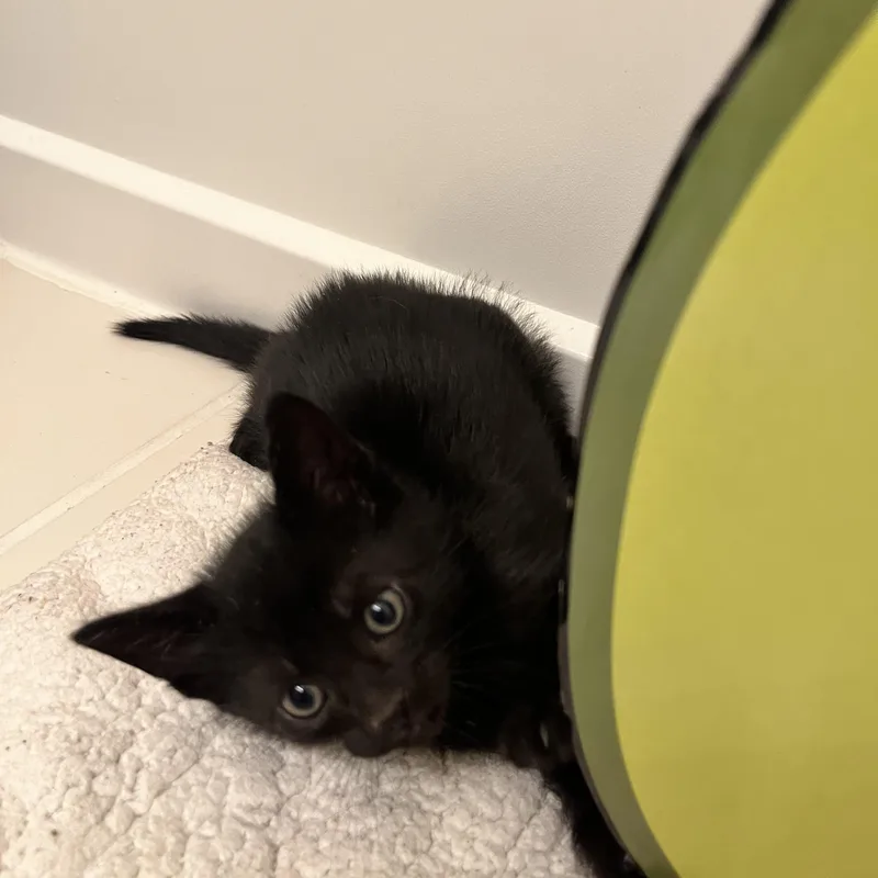 A baby medium-sized male Black Domestic Short Hair cat named Soot for adoption in Manassas, VA