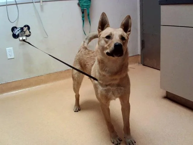 A young large-sized male German Shepherd Dog dog named Puffy for adoption in Martinez, CA