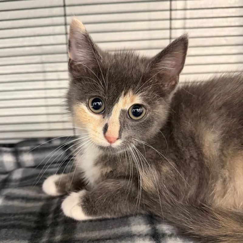 A baby small-sized female Calico Domestic Short Hair cat named Fallon for adoption in Hampton Bays, NY