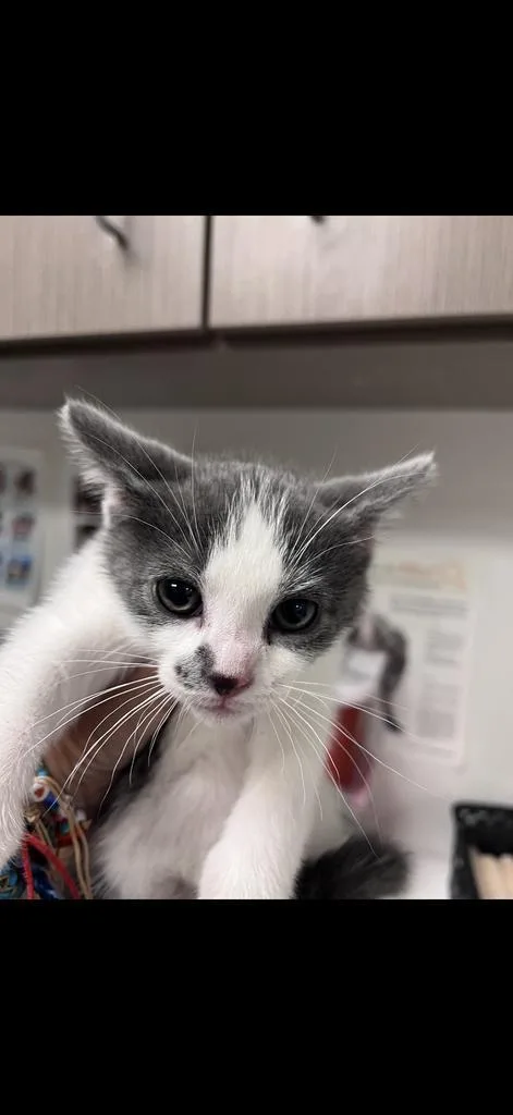 A baby large-sized male Domestic Short Hair cat named Ed Earl for adoption in Greenfield, IN