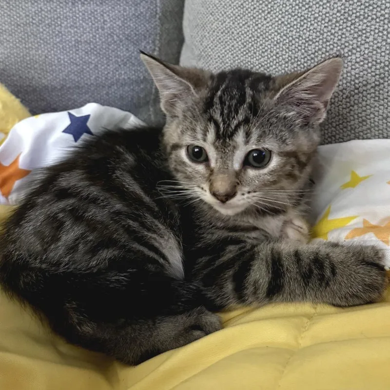 A baby small-sized female Brown / Chocolate Domestic Short Hair cat named Opalite for adoption in Long Beach, CA