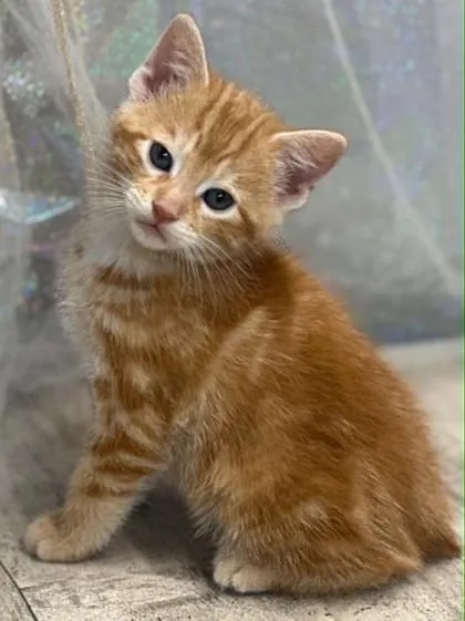 An adult small-sized male Domestic Short Hair cat named Peanut Butter for adoption in Shreveport, LA