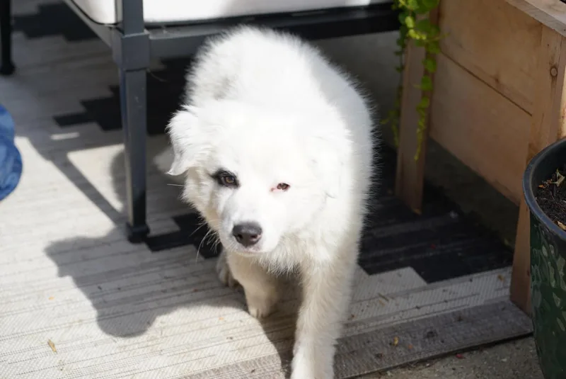 A baby large-sized male White / Cream Mixed Breed dog named Murphy for adoption in Kenosha, WI