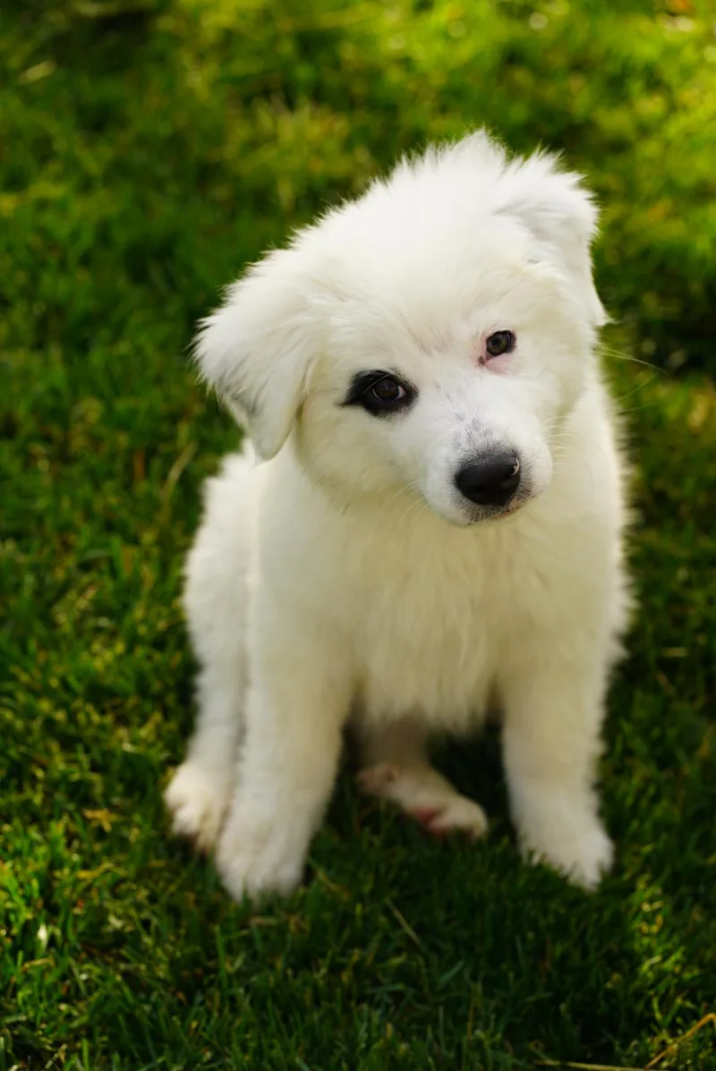Murphy thumbnail 3