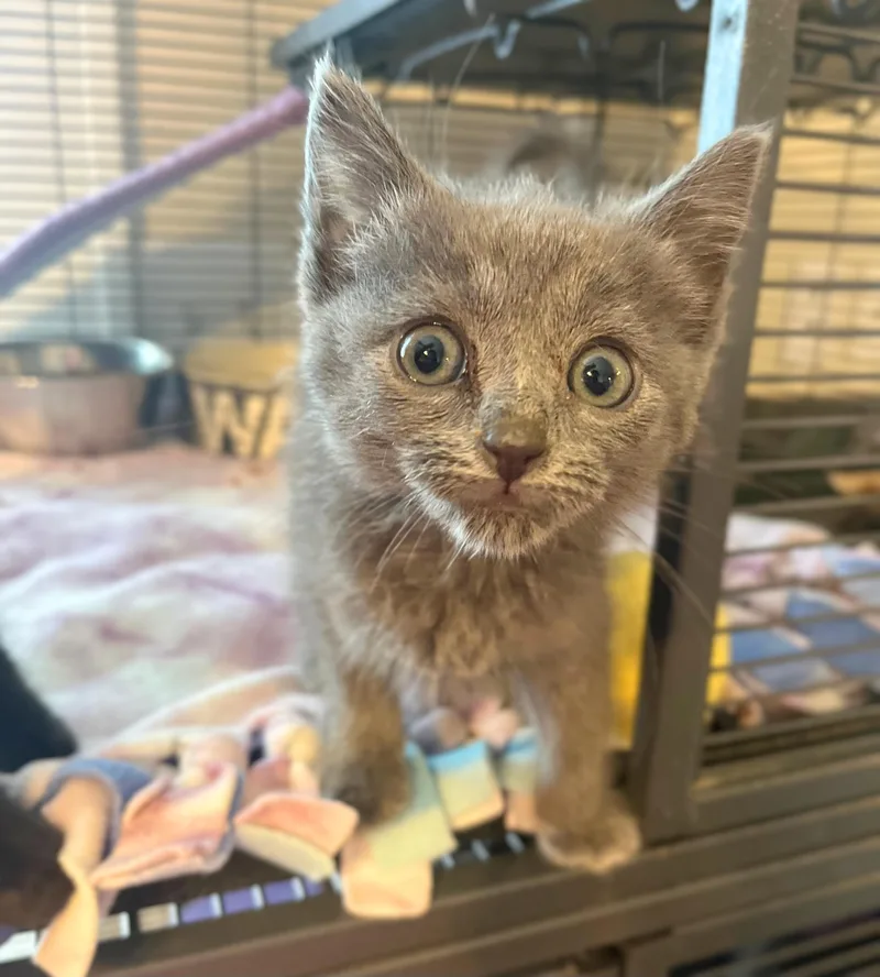 A baby medium-sized female Gray / Blue / Silver Domestic Short Hair cat named Mossberg for adoption in Seville, OH