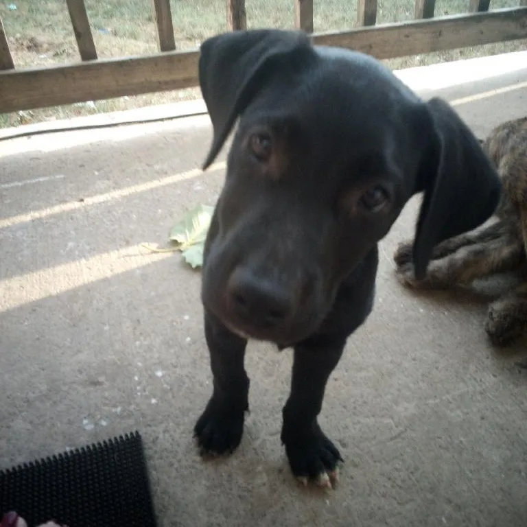 A young medium-sized male Black Labrador Retriever dog named Rush for adoption in Chicopee, MA