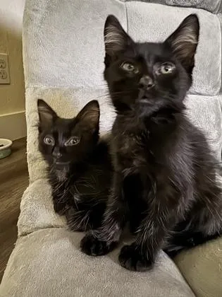 A baby medium-sized female Domestic Long Hair cat named PounceALot for adoption in Pleasanton, CA