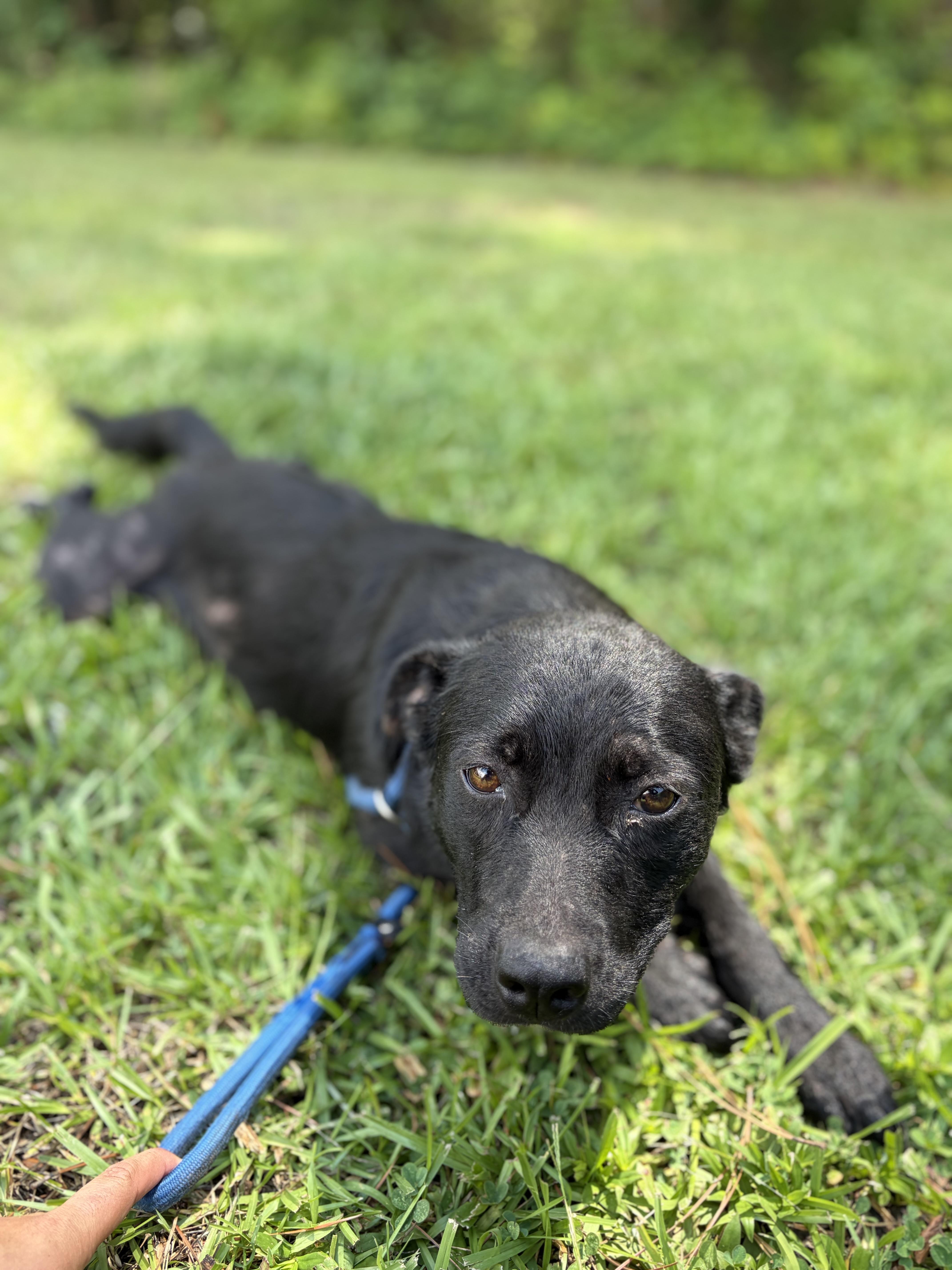 An adult medium-sized female Black Mixed Breed dog named Homer for adoption in Winnsboro, SC