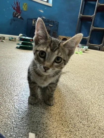 A baby small-sized male Black Domestic Short Hair cat named Ash for adoption in Harbor Springs, MI